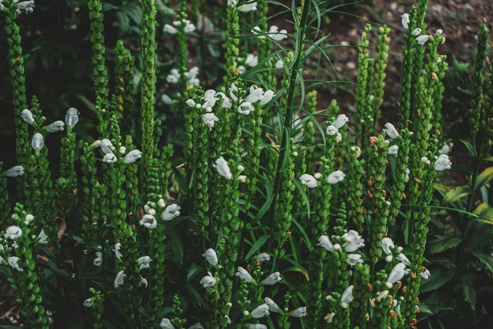 a close up of a bunch of white flowers